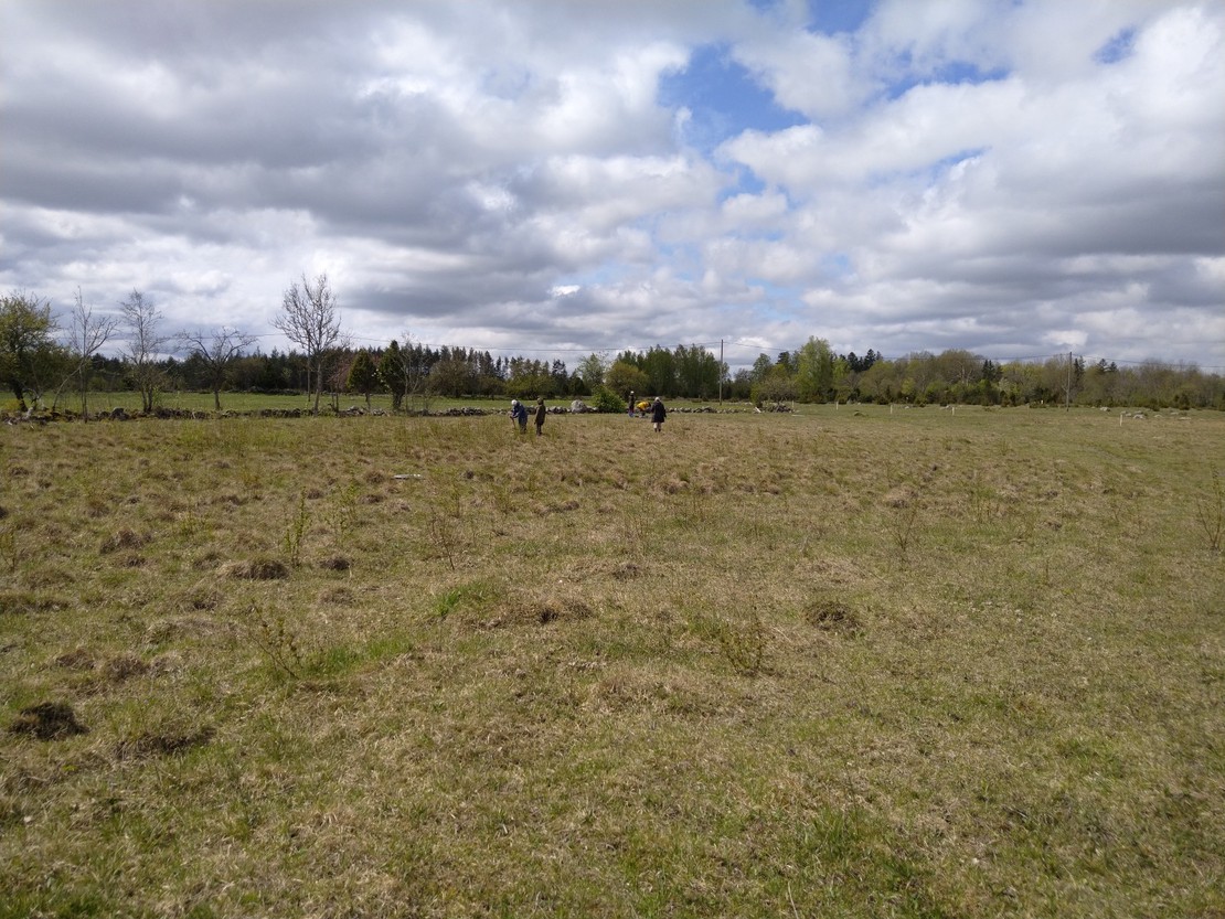 Penijõe swampy meadow (Pärnu county)