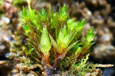 New moss species