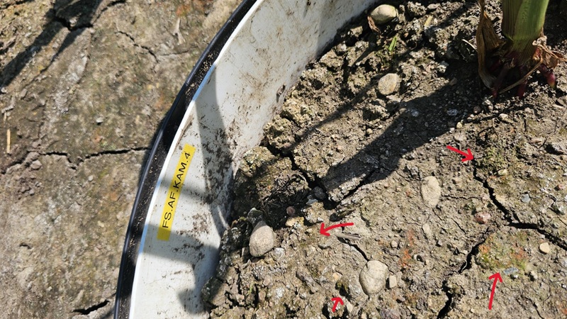 Location of Bryum violaceum / Gemmabryum violaceum 