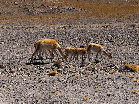Participation at the International Water Association conference in Chile